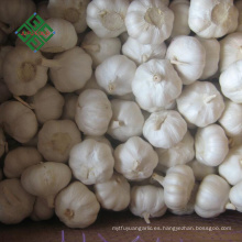 Cheap Chinese Garlic Pure White